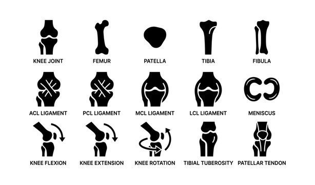 Anatomy icons of knee joint ligaments and bones