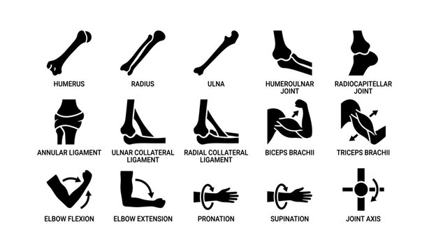 Human arm anatomy: bones, joints, ligaments, and muscles illustrated
