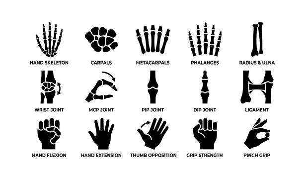 Anatomy diagram of hand bones and joints with movement icons