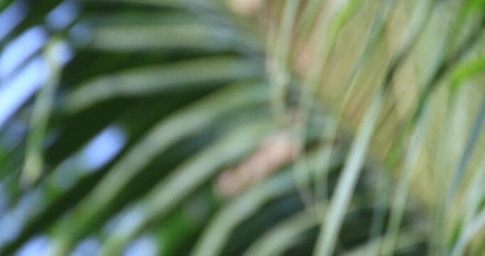 Blurred coconut palm leaves swaying gently, creating a fresh tropical and relaxing mood. Perfect for background footage or nature themed content