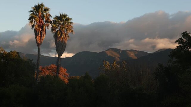 Palm trees,Klein Mountains, Stanford, South Africa