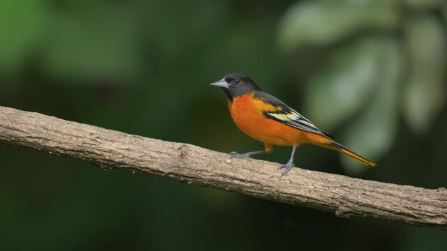 A Baltimore Oriole on a Brach