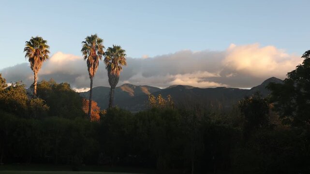 Palm trees,Klein Mountains, Stanford, South Africa