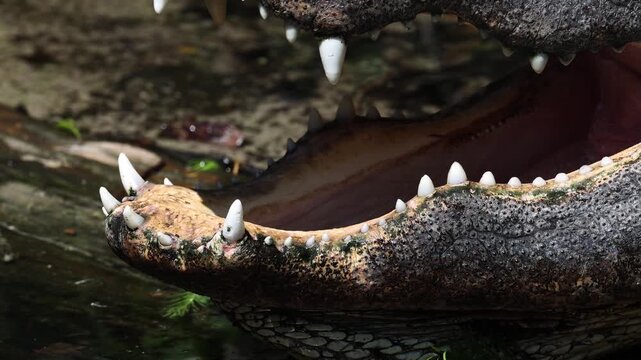 An alligator in the Everglades, Florida