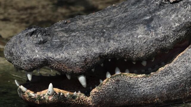 An alligator in the Everglades, Florida