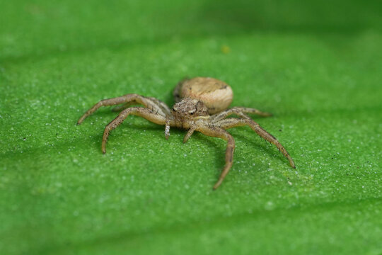 Closeup on a small brown crab spider, Philodromus on a green leaf in the garden