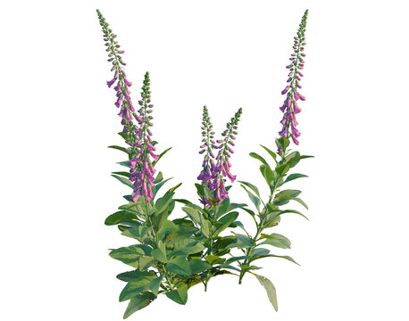 Digitalis purpurea tree, elevation, front view, cutout, transparent background, isolate, Digitalis purpurea, also known as foxglove, blooming in a garden with lush green foliage.