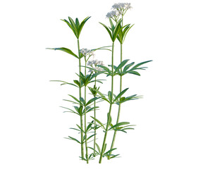 Fototapeta premium Galium odoratum tree, elevation, front view, cutout, transparent background, isolate, Detailed close-up of vibrant green leaves with intricate vein structure, perfect for nature backgrounds.