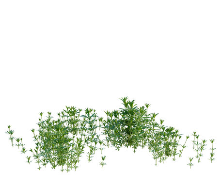 Galium odoratum tree, elevation, front view, cutout, transparent background, isolate, Detailed close-up of fresh green herbs, perfectly arranged for culinary or botanical imagery.