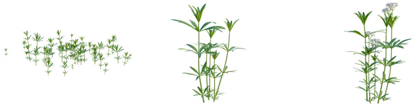 Galium odoratum tree, elevation, front view, cutout, transparent background, isolate, Delicate Wildflower Meadow Field Close-Up, Soft Focus Nature Photography, Springtime Floral PNG