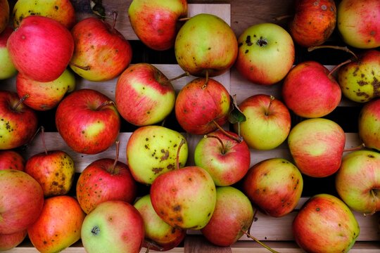 Rot gelbe &Auml;pfel in Holzkiste von oben fotografiert