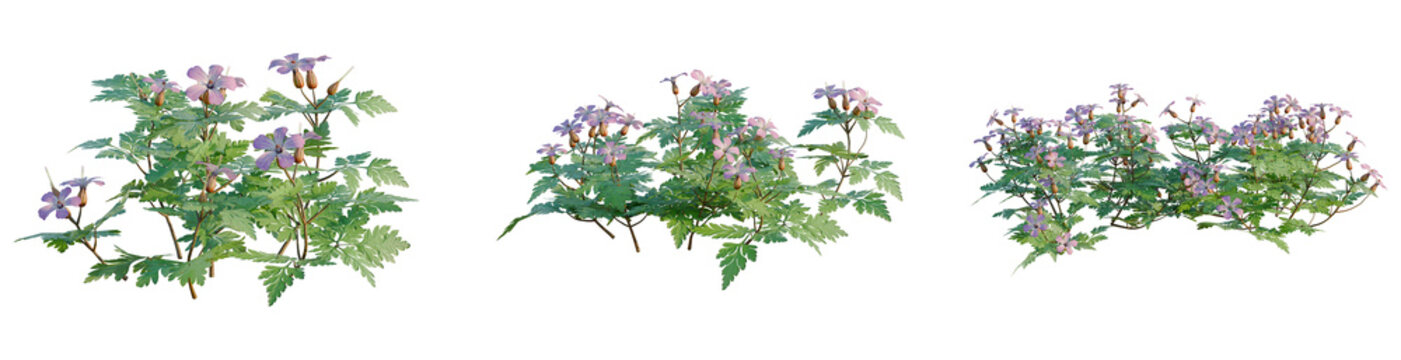 Geranium robertianum tree, elevation, front view, cutout, transparent background, isolate, Delicate Purple Flowers and Green Leaves Branch with Detailed Texture, Natural Beauty