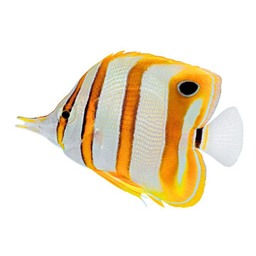 Orange-striped Copperband Butterflyfish (Chelmon rostratus) on a dark background.