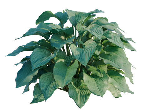 Hosta tree, elevation, front view, cutout, transparent background, isolate, Elegant Hosta Plant with Lush Green Leaves, Detailed Foliage, Nature Macro Photography