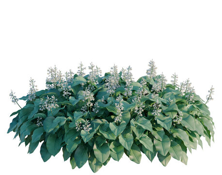 Hosta tree, elevation, front view, cutout, transparent background, isolate, Beautiful Hosta Plant with Flowers in a Garden, Lush Green Foliage and Delicate Blooms
