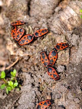Firebugs sits on the soil. Pyrrhocoris apterus, is a common insect of family Pyrrhocoridae. Pyrrhocoris apterus is distributed throughout Palaearctic from Atlantic coast of Europe to northwest China