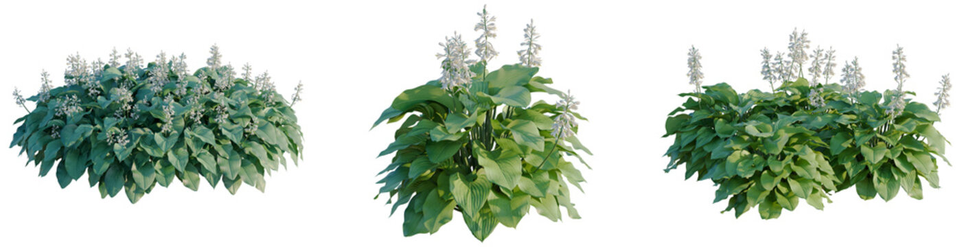 Hosta tree, elevation, front view, cutout, transparent background, isolate, Vibrant Green Fern Leaves Close-Up, Detailed Botanical Texture for Nature and Design Elements