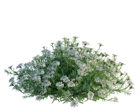 Iberis sempervirens tree, elevation, front view, cutout, transparent background, isolate, Delicate Yarrow Flowers with Green Foliage, Close-Up Floral Photography for Design Projects
