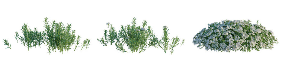 Obraz premium Iberis sempervirens tree, elevation, front view, cutout, transparent background, isolate, Delicate sprig of rosemary branch, fresh green herb, close-up, culinary ingredient, fragrant leaves