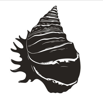 black silhouette whelk on a white backgrounk vector