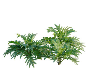 Philodendron xanadu tree, elevation, front view, cutout, transparent background, isolate, Majestically Detailed Close-Up of Lush Green Monstera Deliciosa Leaves, Rich Texture © DH Tree Stock