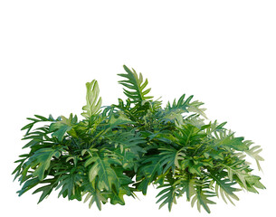 Philodendron xanadu tree, elevation, front view, cutout, transparent background, isolate, Detailed Close-up of Lush Green Leaves - Nature's Vibrant Texture and Organic Beauty © DH Tree Stock