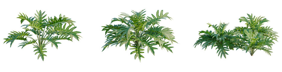 Philodendron xanadu tree, elevation, front view, cutout, transparent background, isolate, Majestic Monstera Deliciosa Plant Close-Up, Lush Green Foliage, Tropical Beauty, Detailed Texture © DH Tree Stock