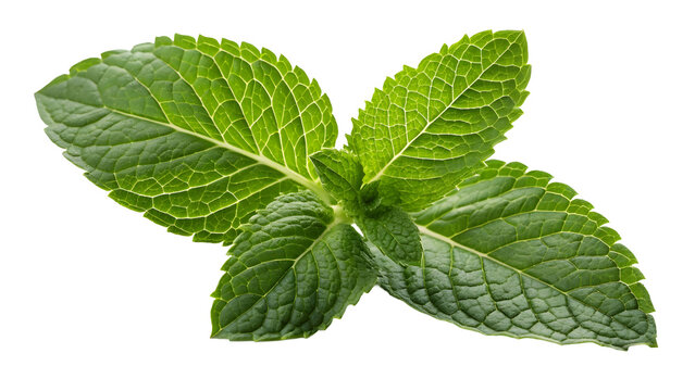 mint, png