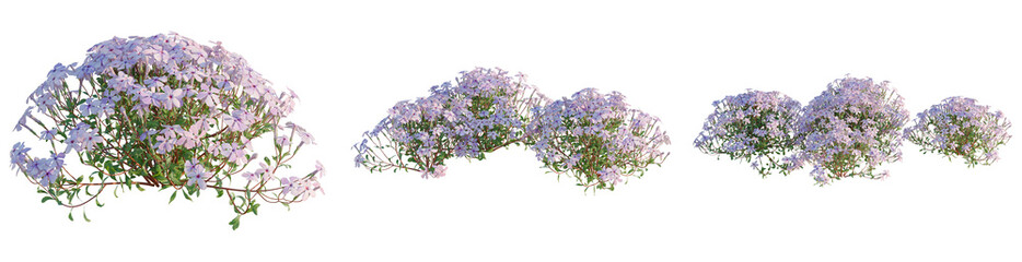 Fototapeta premium Phlox stolonifera tree, elevation, front view, cutout, transparent background, isolate, Delicate Purple Lavender Sprigs on a Branch, Perfect for Floral Design and Creative Projects