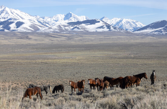 Herd of Wild Horses Near Challis Idaho in Springtime