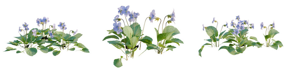 Naklejka premium Viola sororia tree, elevation, front view, cutout, transparent background, isolate, Violets flowers in a field, closeup view of purple petals and green leaves.
