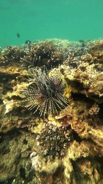 Underwater footage of a Banded sea urchin (Echinothrix calamaris) on a coral reef in Nha Trang, Vietnam, Shows unique marine behavior and reef life interaction.