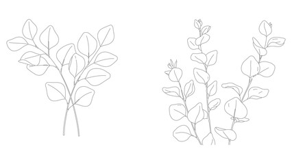 Fototapeta premium Botanical Eucalyptus Line Art Illustration, Minimal Organic Curves Clean Vector Design
