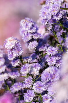 Vertical Purple Pastel flower floral soft nature blossom blurred background. Vintage romance plum botanical bloom spring season. Vertical Blurry Purple pink Cherry blossom in beautiful garden