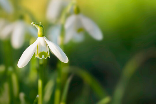 Snowdrops at eye level with copy space