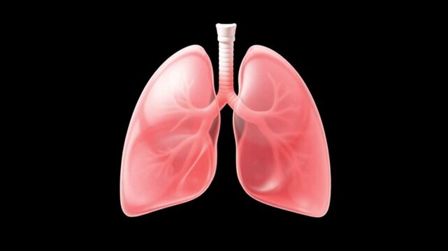 Anatomical illustration of human lungs and trachea in medical context