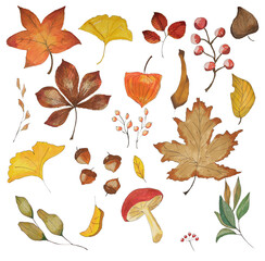 Set of autumn leaves, mushroom, berries, acorns. Illustration drawn with markers. On a transparent background.  © Olga_Burtseva