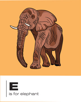 E is for elephant flash card illustration in vector for classroom learning and education, printable poster design 