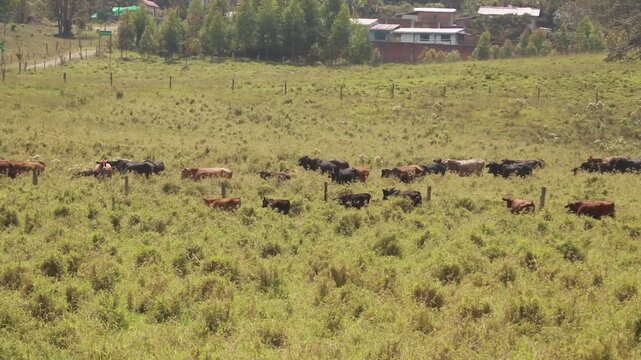 GANADERIA, SELVA 