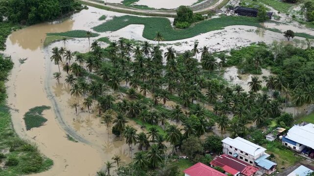 Aerial Flooded Oil Palm Plantation Near Residential Buildings