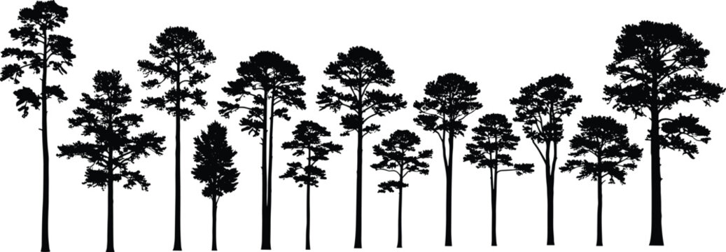 Set of tall pine tree silhouettes isolated on white background, forest skyline with various conifer shapes, natural woodland landscape elements for outdoor, nature, and environmental design use