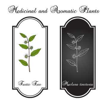 Fustic Tree or dyers mulberry (maclura tinctoria), edible and medicinal plant. Hand drawn botanical vector illustration