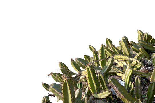 Succulent plant, Mandacaru Cactus (Cereus jamacaru) in close-up, symbol of the Brazilian Northeast, element of the Caatinga flora cut out on a transparent background.