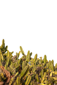Succulent plant, Mandacaru Cactus (Cereus jamacaru) in close-up, symbol of the Brazilian Northeast, element of the Caatinga flora cut out on a transparent background.