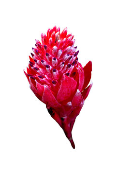 Pink floral spike of the bromeliad Quesnelia quesneliana, a rare endemic plant from the Brazilian Atlantic Forest isolated on a transparent background