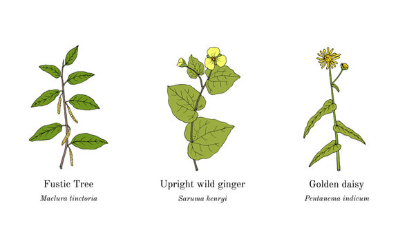 Collection of edible and medicinal plants. Hand drawn botanical vector illustration