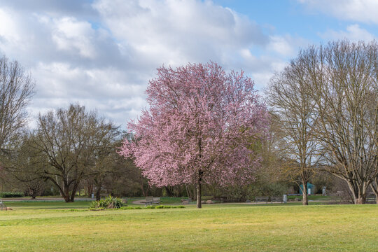 Pink blossom tree stands tall in green park. Clouds drift above open grassy field. Trees frame scene with bare branches. Springtime feels alive in this tranquil moment. Ideal for nature, seasonal