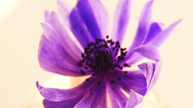 A purple flower blooms in a vase on a table