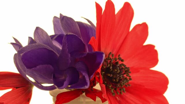 Different flowers are shown in bright colors