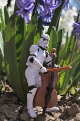 Naklejka premium Star Wars action figure of Clone trooper with model of violoncello in front of spring blossoming blue Hyacinth flowers, possibly Hyacinthus Orientalis, morning sunshine. 